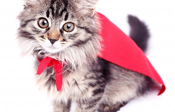 Quiz: Which Superhero Is Your Cat?
