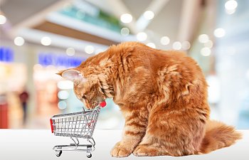 Stuff We Buy For Our Cats And (almost) Never Use