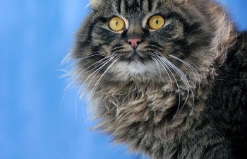 Cats And Esp: Do Cats Have Supernatural Abilities?