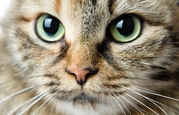 A Cat's Eyes: Windows To The Soul