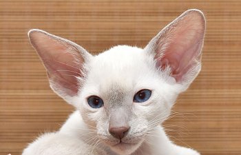 About Hearing In Cats