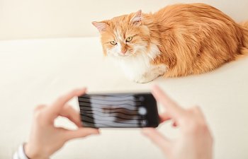 How To Take Good Pictures Of Cats
