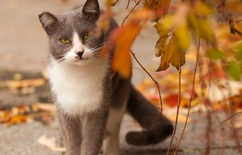 Feral Cats - The Invisible Felines