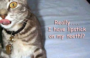 30 Funny Cat Pictures