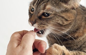 Which Foods Are Safe Cat Treats?