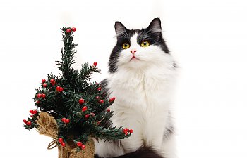 11 Must-know Tips To Keep Cats Safe During The Holidays