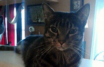 Special Needs Cats: Billy