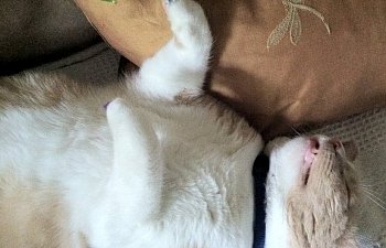 Special Needs Cats: Meet Keyser