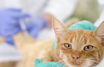 Rabies: What You Need To Know To Protect Your Cat