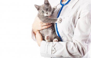 When To Spay Or Neuter A Cat?