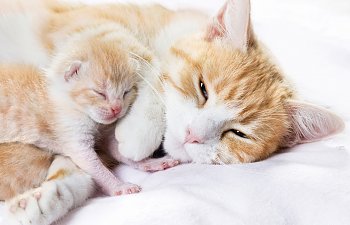 How To Save Your Cat From These 16 Life-threatening Pregnancy Risks