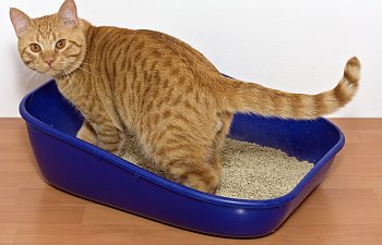 Everything You Need To Know About Constipation In Cats