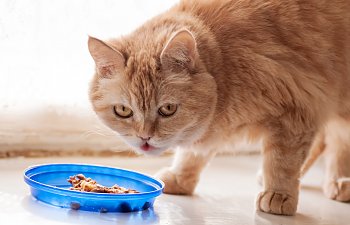Why Has My Cat Stopped Eating And Is It Dangerous?