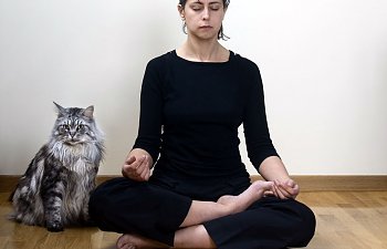 You, Your Cat And Stress