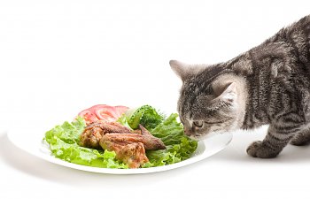 Unbalanced Diets - Are You Killing Your Cat With Kindness?