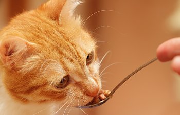 How To Get Your Cat To Start Eating Again