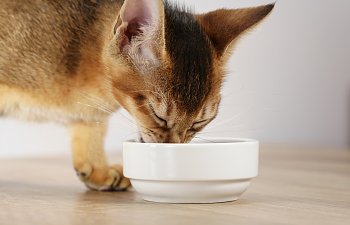 The Science Behind Cat Nutrition
