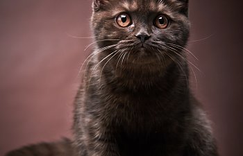 By-products In Cat Food: 5 Facts You Need To Know