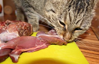 Feeding Raw To Cats - Safety Concerns