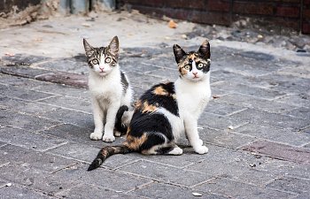 9 Practical Ways For You To Help Feral Cats