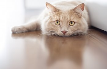 Why You Should Not Surrender Senior Cats To Shelters