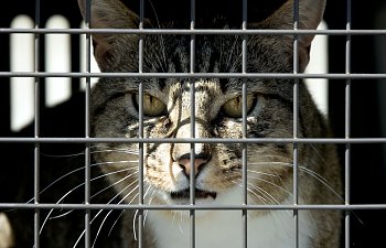 Everything You Need To Know About Tnr (trap-neuter-release)