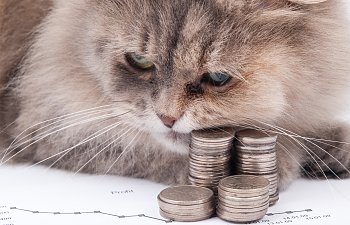 How Much Does It Really Cost To Breed Cats?