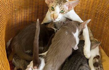 About Breeding Cats