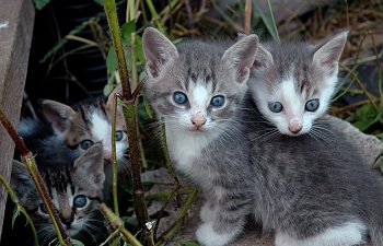 7 Inspurrational Quotes For Proud Lovers Of Feral Cats