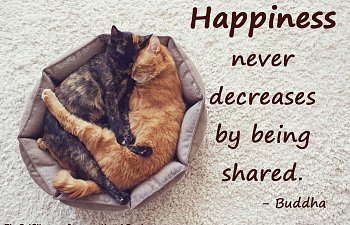 Inspurrational Quote: Happiness Never Decreases By Being Shared