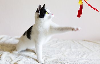 Playing With Your Cat: 10 Things You Need To Know