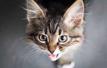 Cat Sounds - Feline Vocal Communication