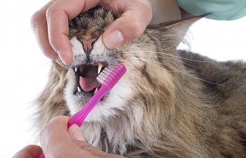 How To Brush Your Cat's Teeth