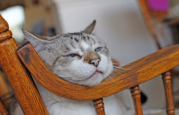 Health Concerns In Aging Cats