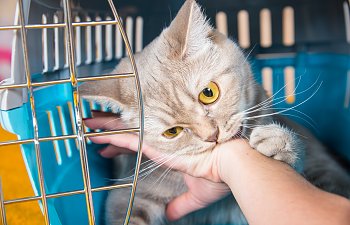 Cat Bites - What Every Cat Owner Needs To Know