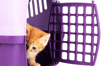 Bringing Home A New Cat - The Complete Guide