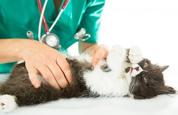 Ringworm In Cats: How To Win The Fight