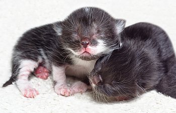 Hand Rearing Kittens: What You Need To Know To Save A Newborn's Life