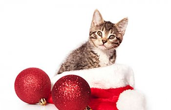 Cats And Christmas - Tips For Cat Owners