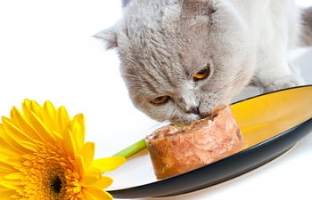 Choosing The Right Food For Your Cat - Part 2