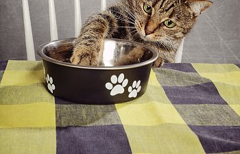 Common Foods That Are Harmful To Cats
