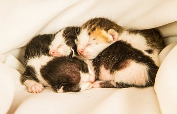 Post-birth Complications In Cats