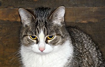 Tear Stains In Cats (including 5 Actionable Treatment Tips)
