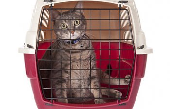 Beware The Dreaded Cat Carrier