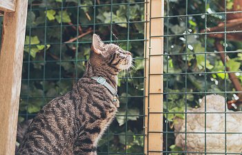 How To Find The Best Boarding Facility For Your Cat