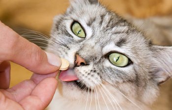 How Can I Give A Pill To My Cat