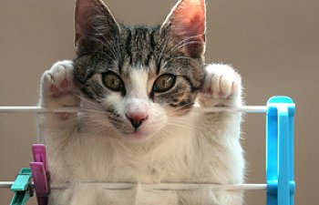The Dos And Don'ts Of Cat Behavior Modification