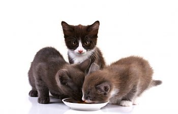 The Essentials Of Kitten Nutrition