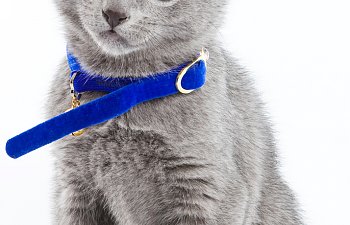 Cat Collars Safety Guide