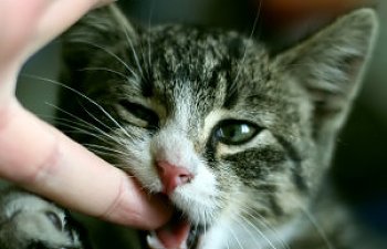 How To Stop Playtime Aggression In Cats